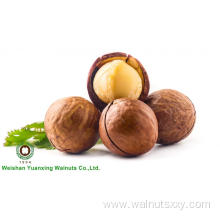 Big Size Roasted Macadamia In Shell For Sale